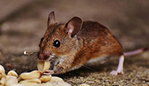 dead-animal-removal-and-decontamination Experts in Pittston